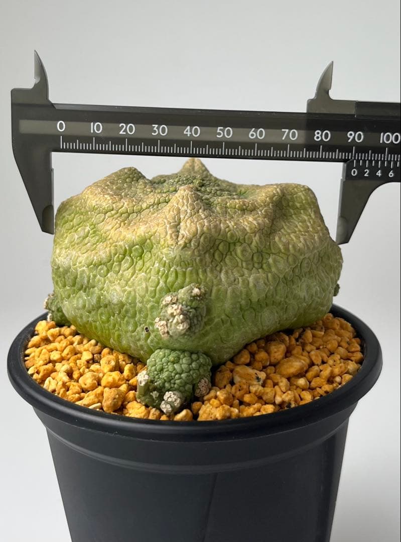 【激レア/超大株】プセウドリトス・クビフォルメ鉢植え