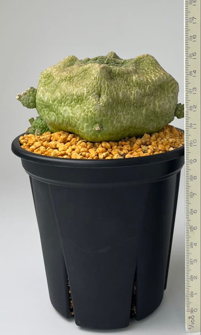 【激レア/超大株】プセウドリトス・クビフォルメ鉢植え