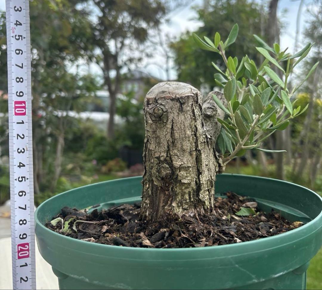オリーブの木　バルネア　古木　極太　植物　盆栽
