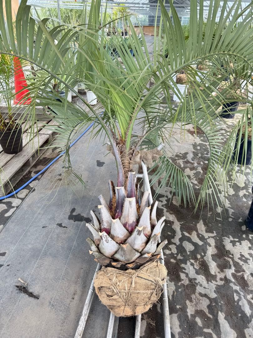 ココスヤシシルバーリーフ 【極太】葉先170cm 幹回り125cm 幹高50cm