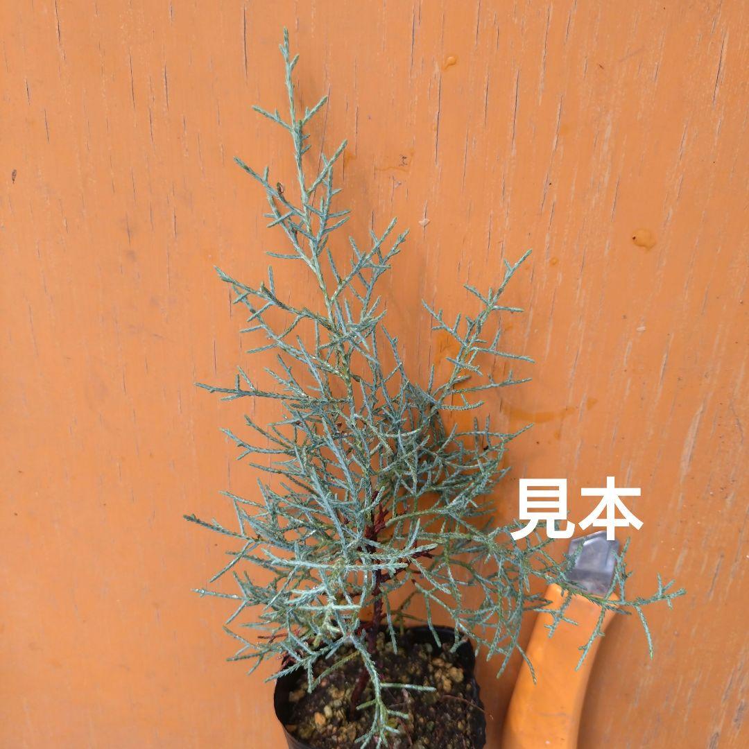 EN wood様用　ヒムロスギ苗　ブルーアイス苗