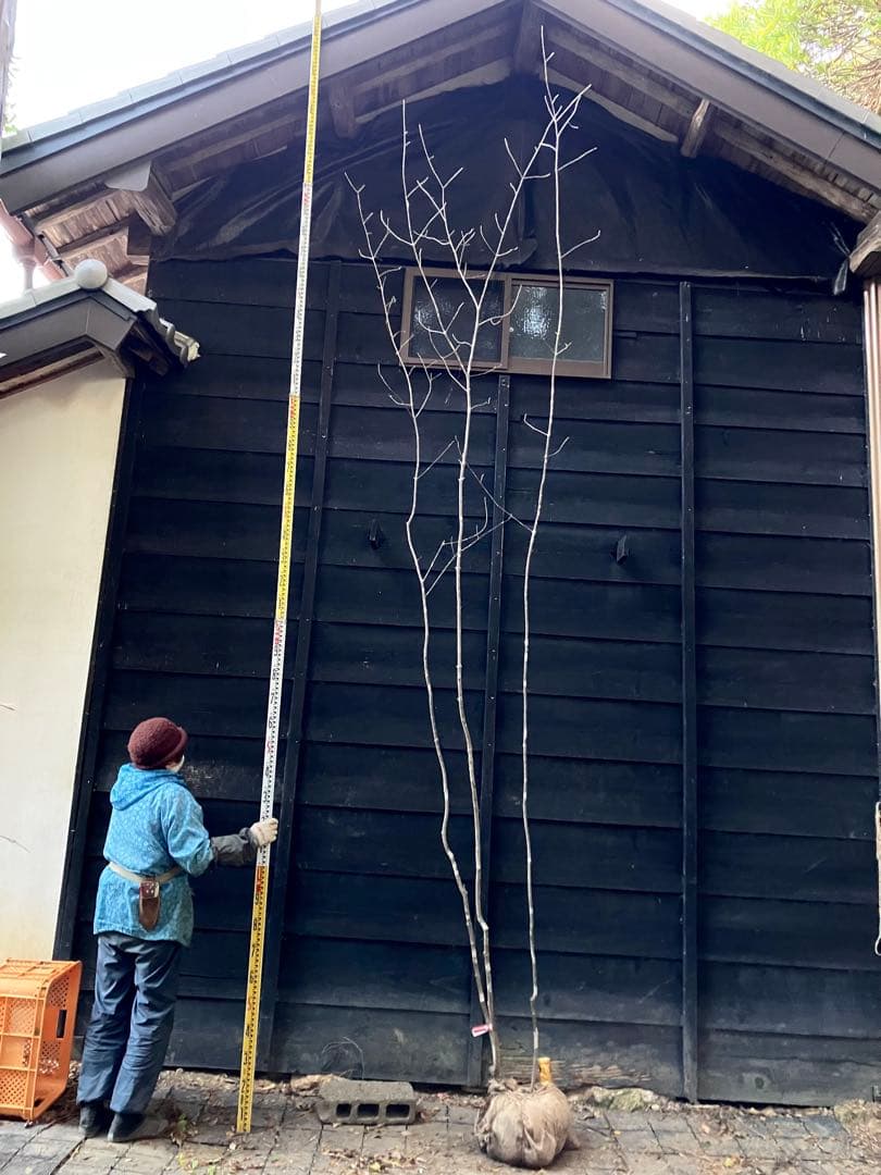 302 山採りアオダモ