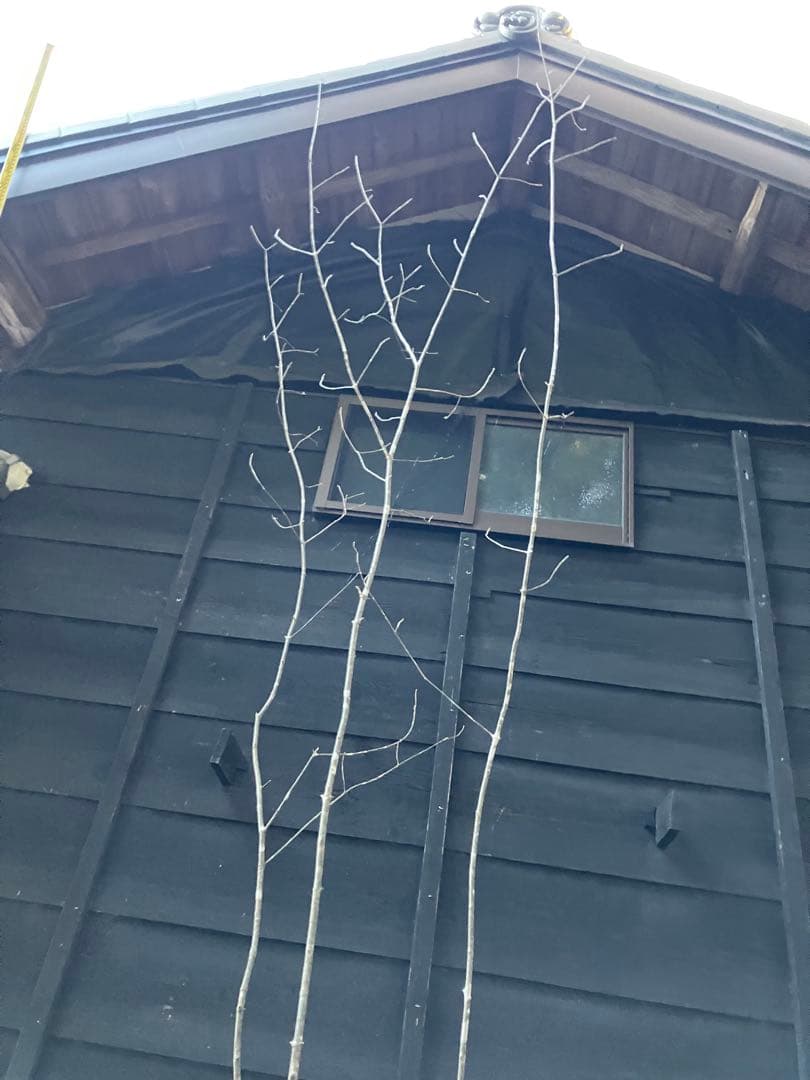 302 山採りアオダモ