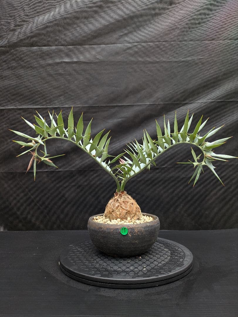 15 エンセファラルトス ホリダス　信楽焼　盆栽株 丸々