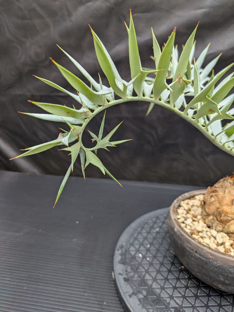 15 エンセファラルトス ホリダス　信楽焼　盆栽株 丸々