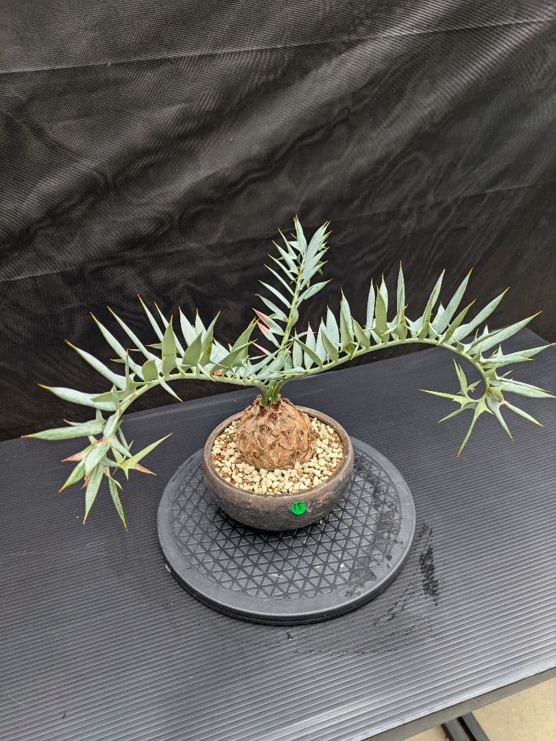 15 エンセファラルトス ホリダス　信楽焼　盆栽株 丸々