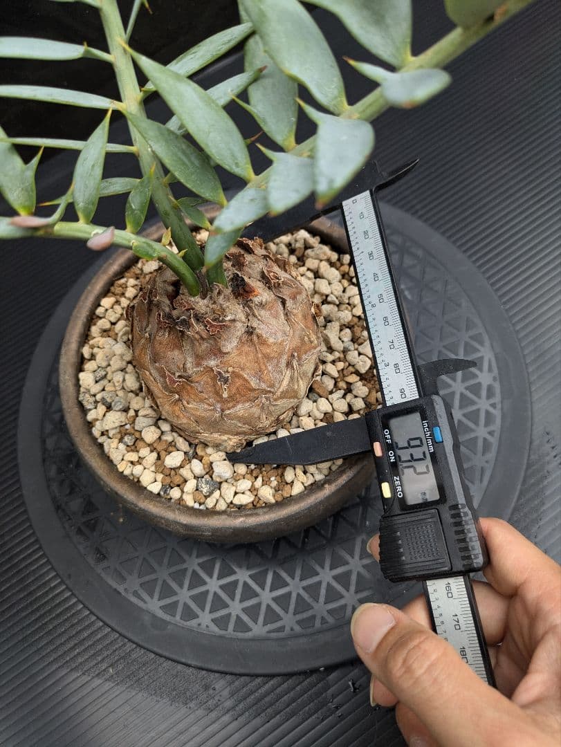 15 エンセファラルトス ホリダス　信楽焼　盆栽株 丸々