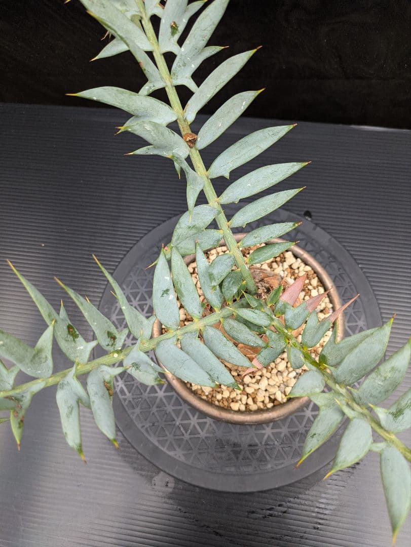 15 エンセファラルトス ホリダス　信楽焼　盆栽株 丸々