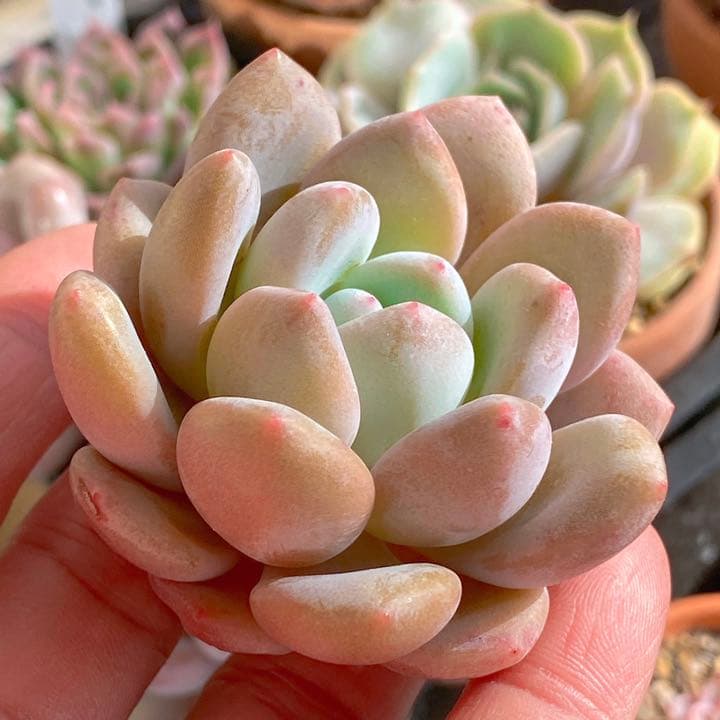 モンロークイーン