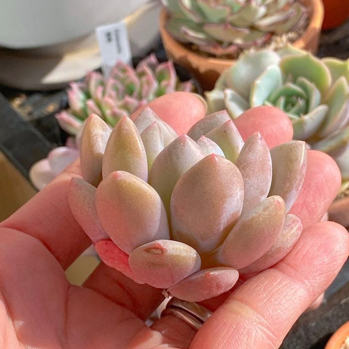 モンロークイーン