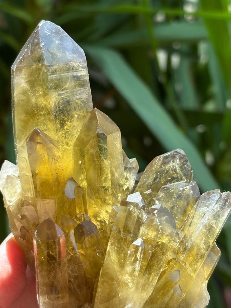 ブラジル産シトリンクラスター561g 花のようなクラスター　透明度　照りツヤ有