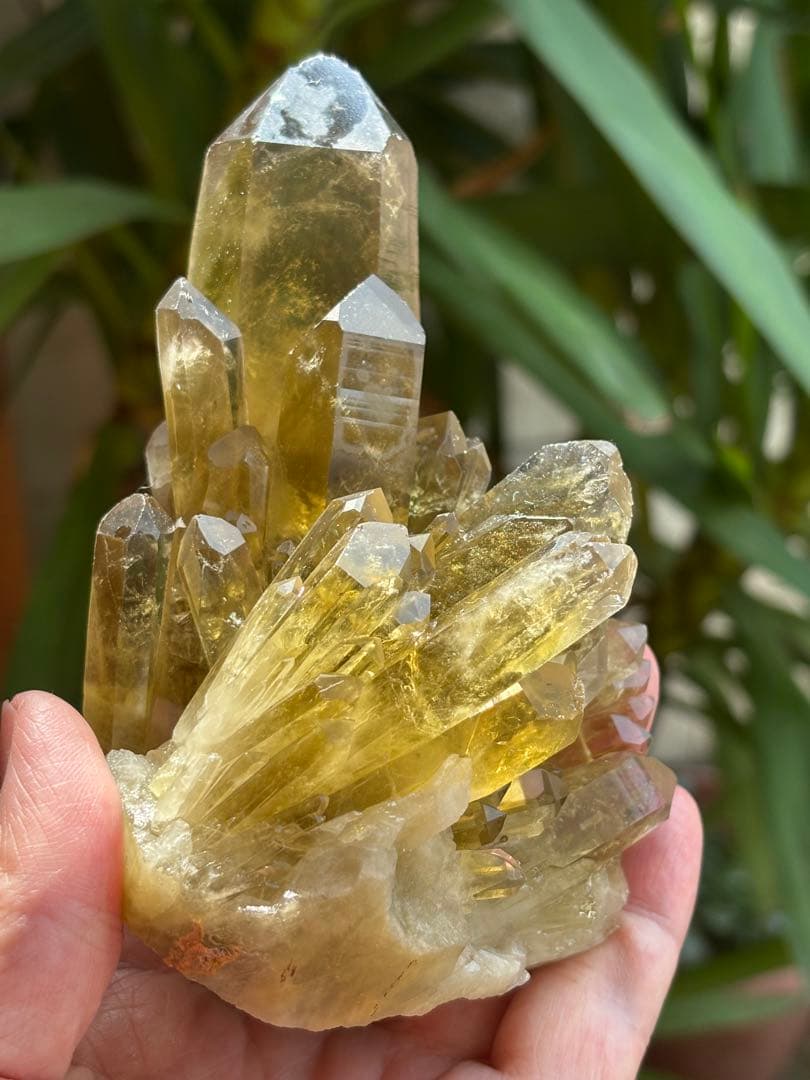 ブラジル産シトリンクラスター561g 花のようなクラスター　透明度　照りツヤ有