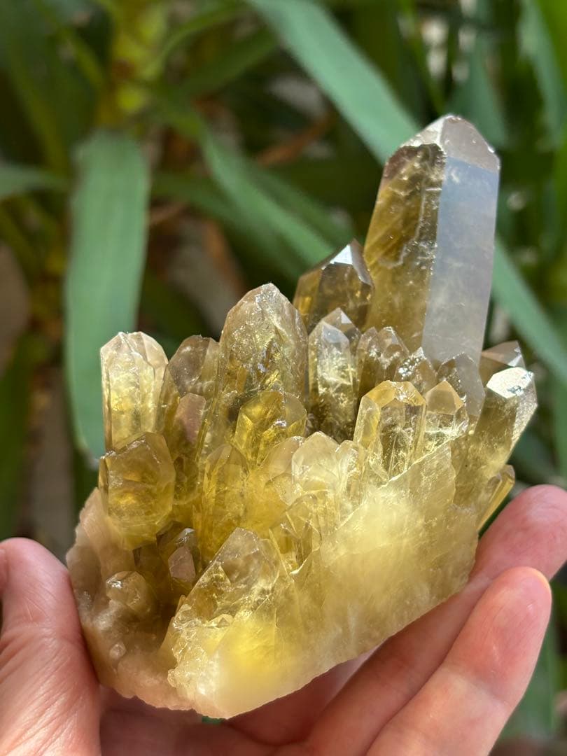 ブラジル産シトリンクラスター561g 花のようなクラスター　透明度　照りツヤ有