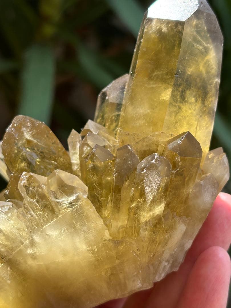 ブラジル産シトリンクラスター561g 花のようなクラスター　透明度　照りツヤ有