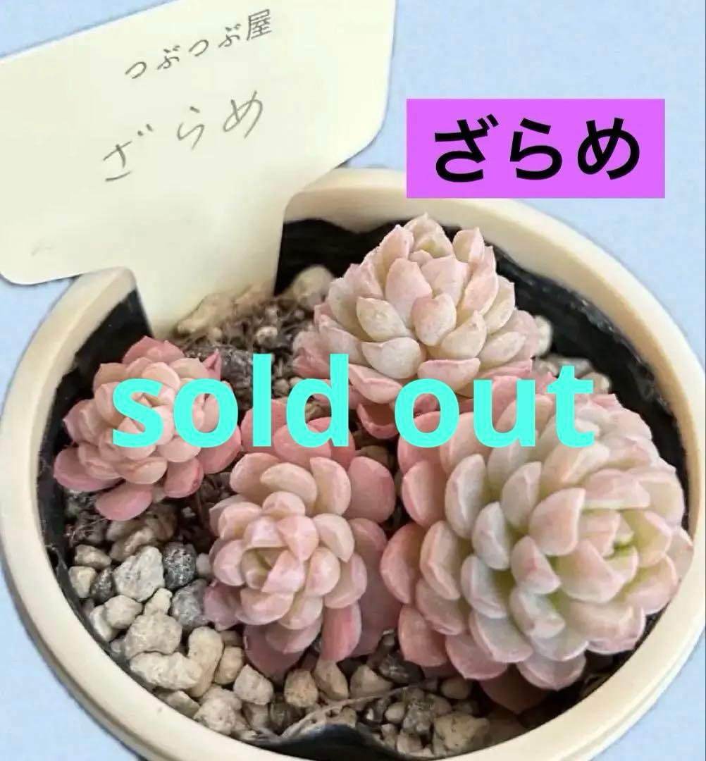 札付き❣️ ざらめ　スプリングワンダー×ケッセルリンギアナ　抜き苗　つぶつぶ屋さん