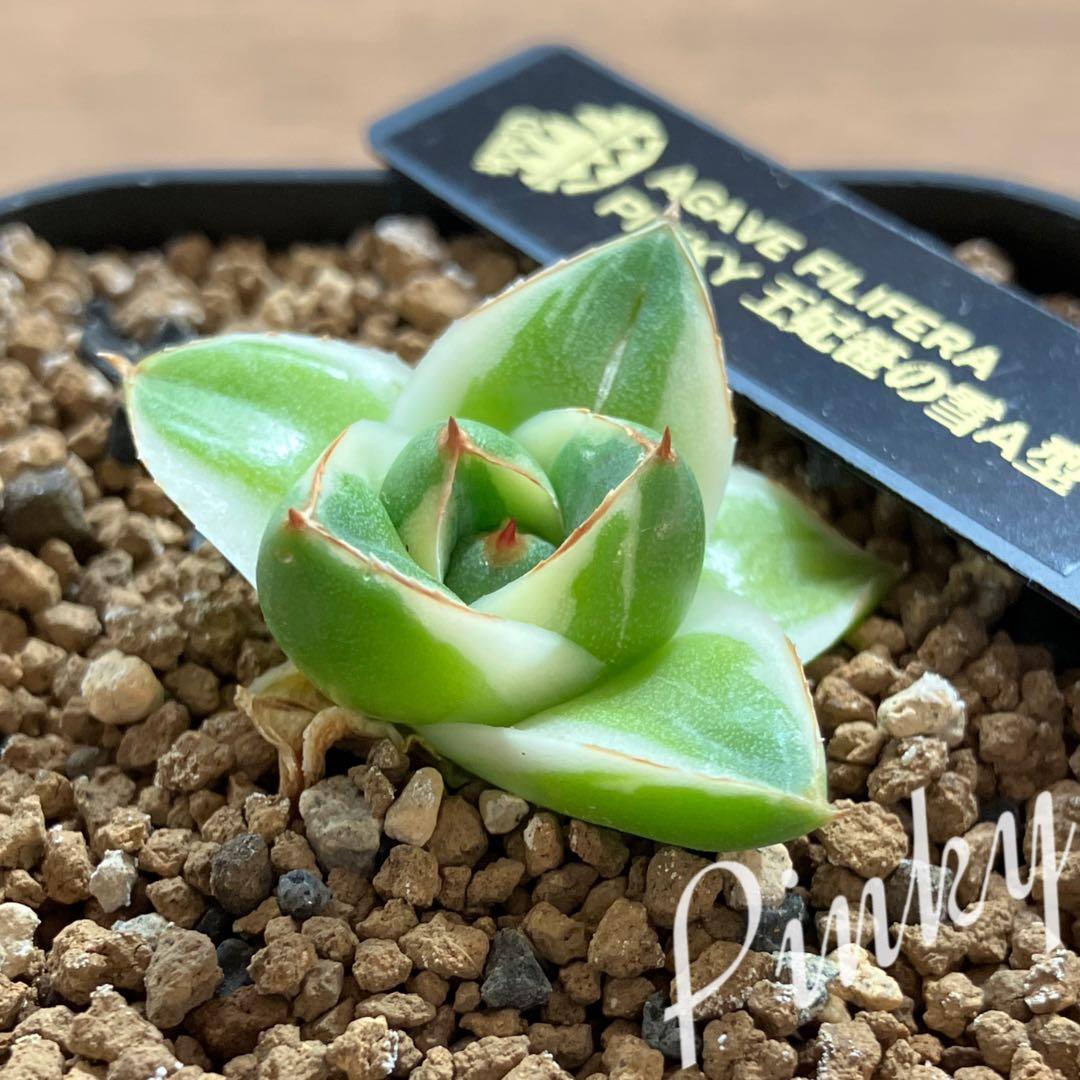 速達【鉢ごと発送】④人気　発根済み　赤棘　アガべ　王妃笹の雪A型　ピンキー　TC