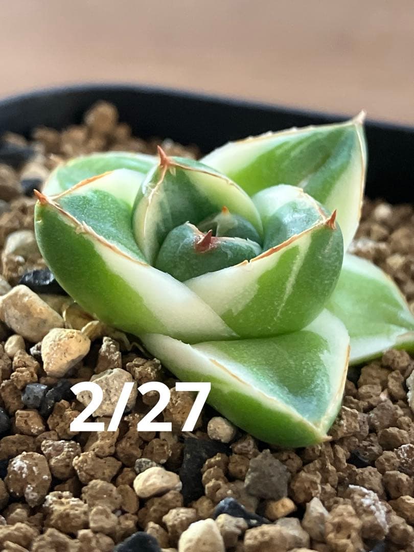 速達【鉢ごと発送】④人気　発根済み　赤棘　アガべ　王妃笹の雪A型　ピンキー　TC