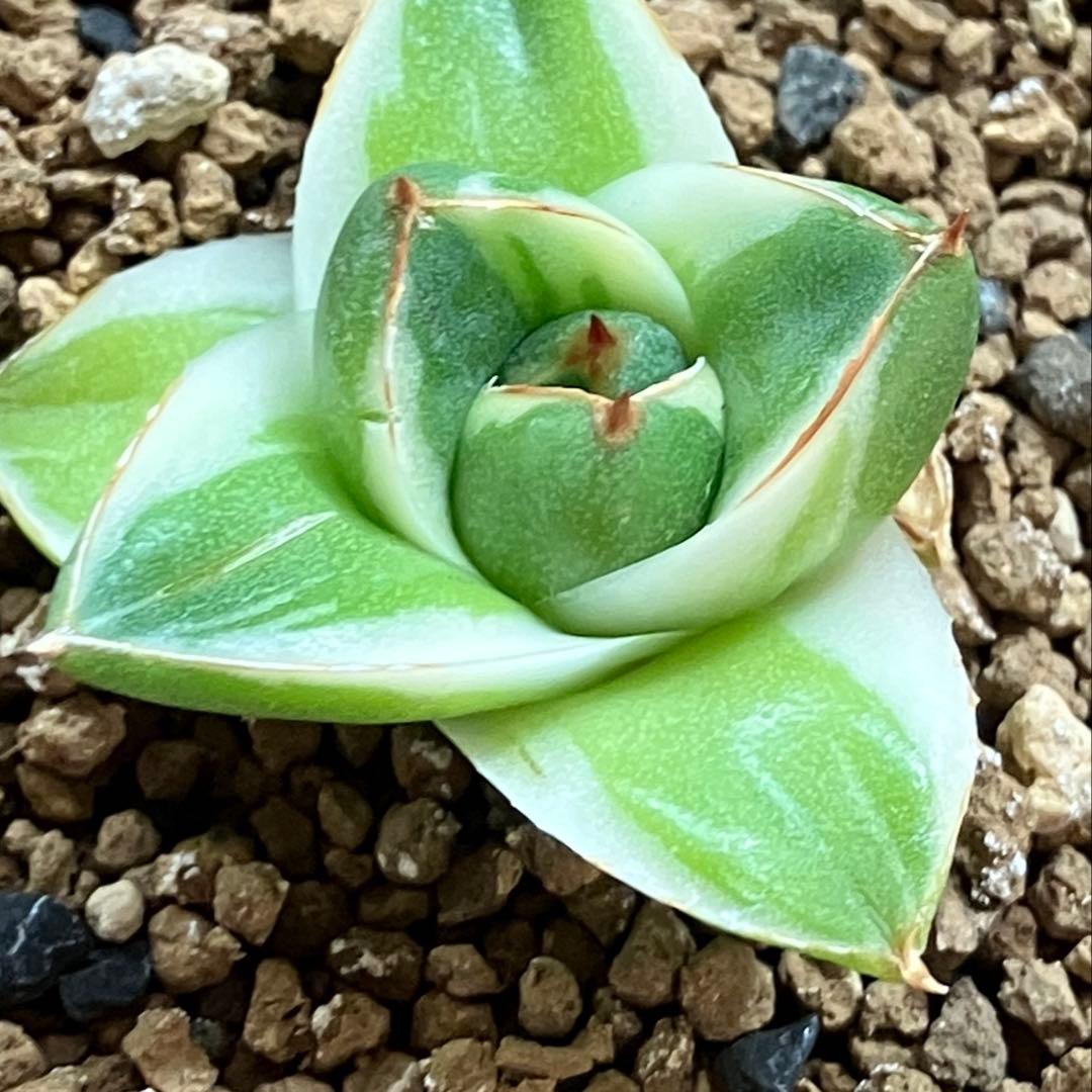 速達【鉢ごと発送】④人気　発根済み　赤棘　アガべ　王妃笹の雪A型　ピンキー　TC