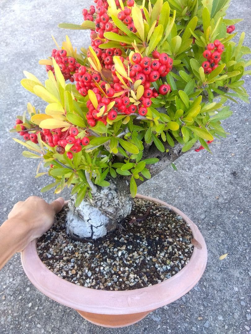 ピラカンサ　盆栽　10号鉢つき　特大❗　③