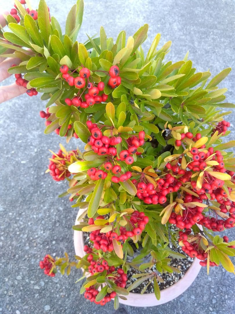 ピラカンサ　盆栽　10号鉢つき　特大❗　③