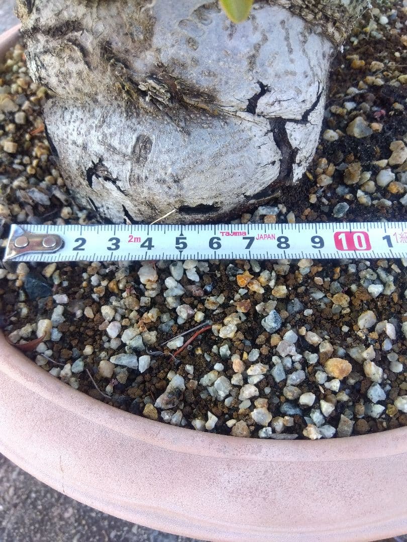 ピラカンサ　盆栽　10号鉢つき　特大❗　③