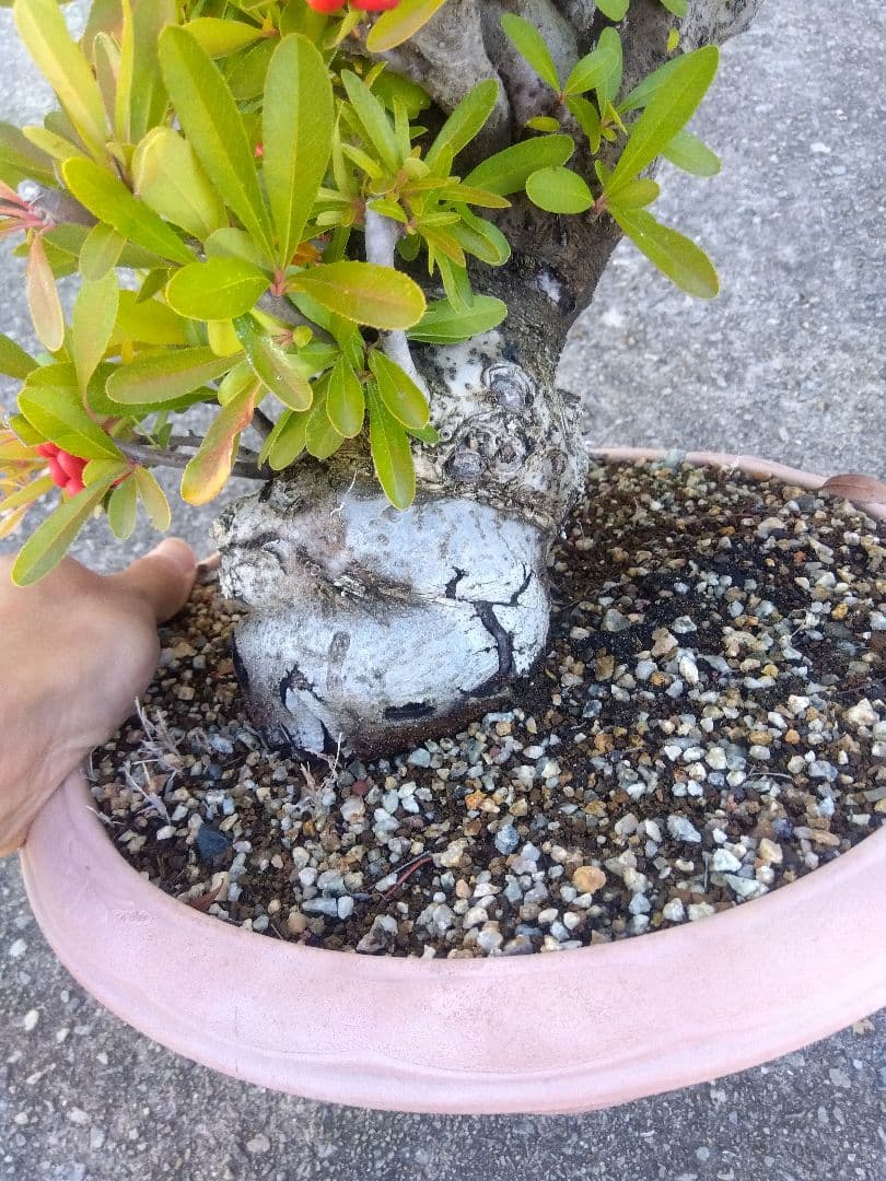 ピラカンサ　盆栽　10号鉢つき　特大❗　③