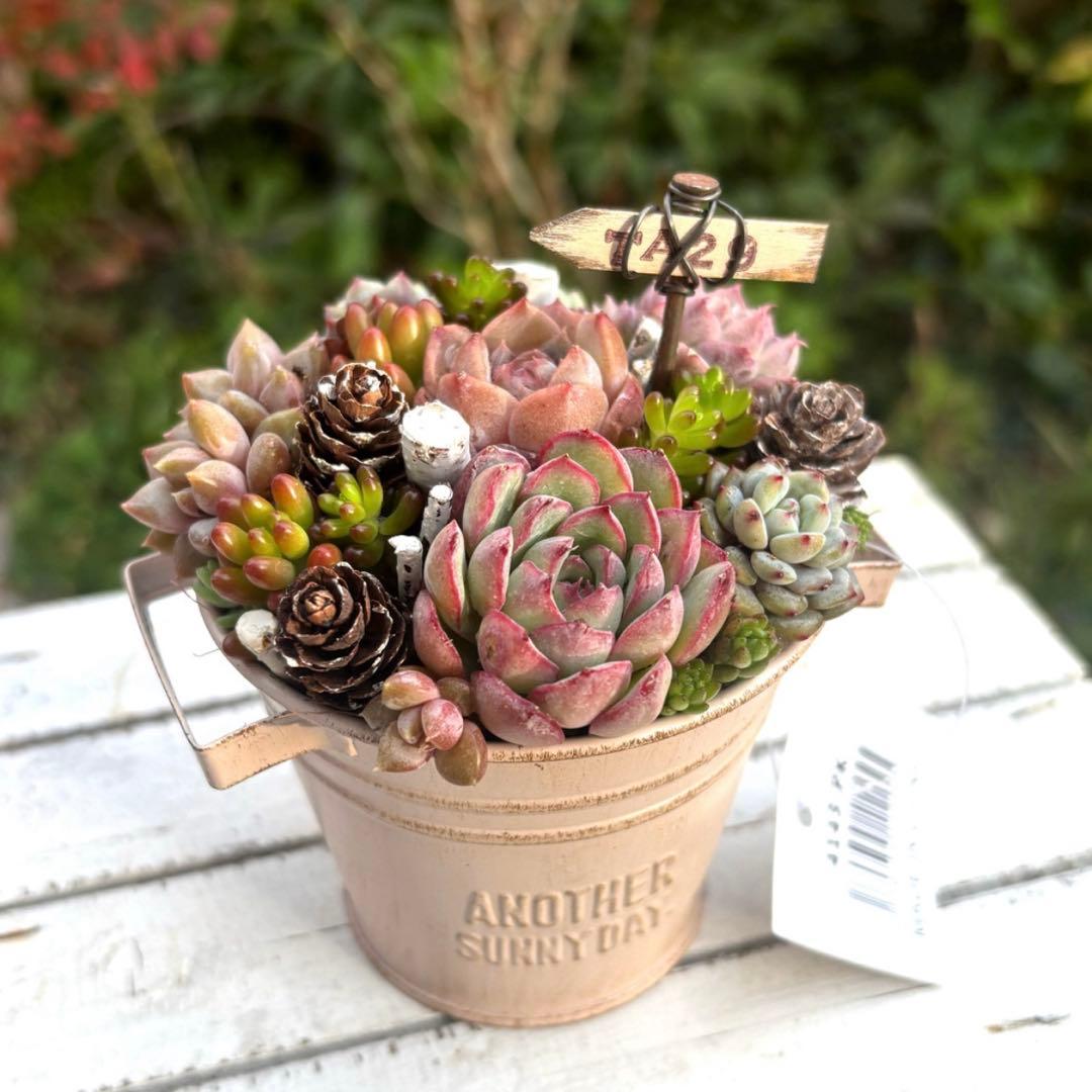 おすすめ！可愛い寄せ植え　多肉植物寄せ植え　取っ手付き　バケツ型　ピンク系