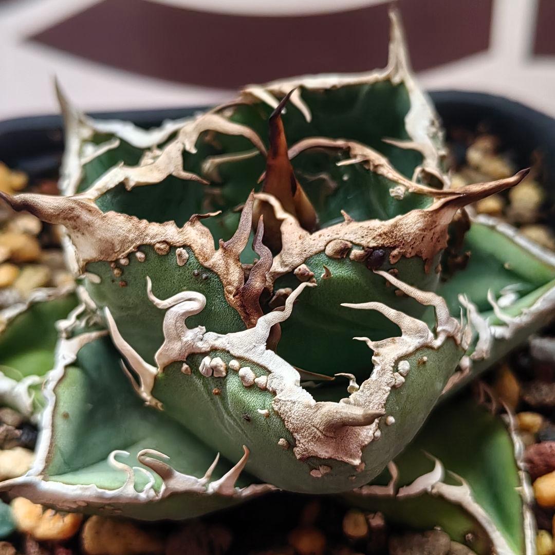 615【上澳園芸】 アガベ チタノタ shangao-001蝦蟇 良質子株