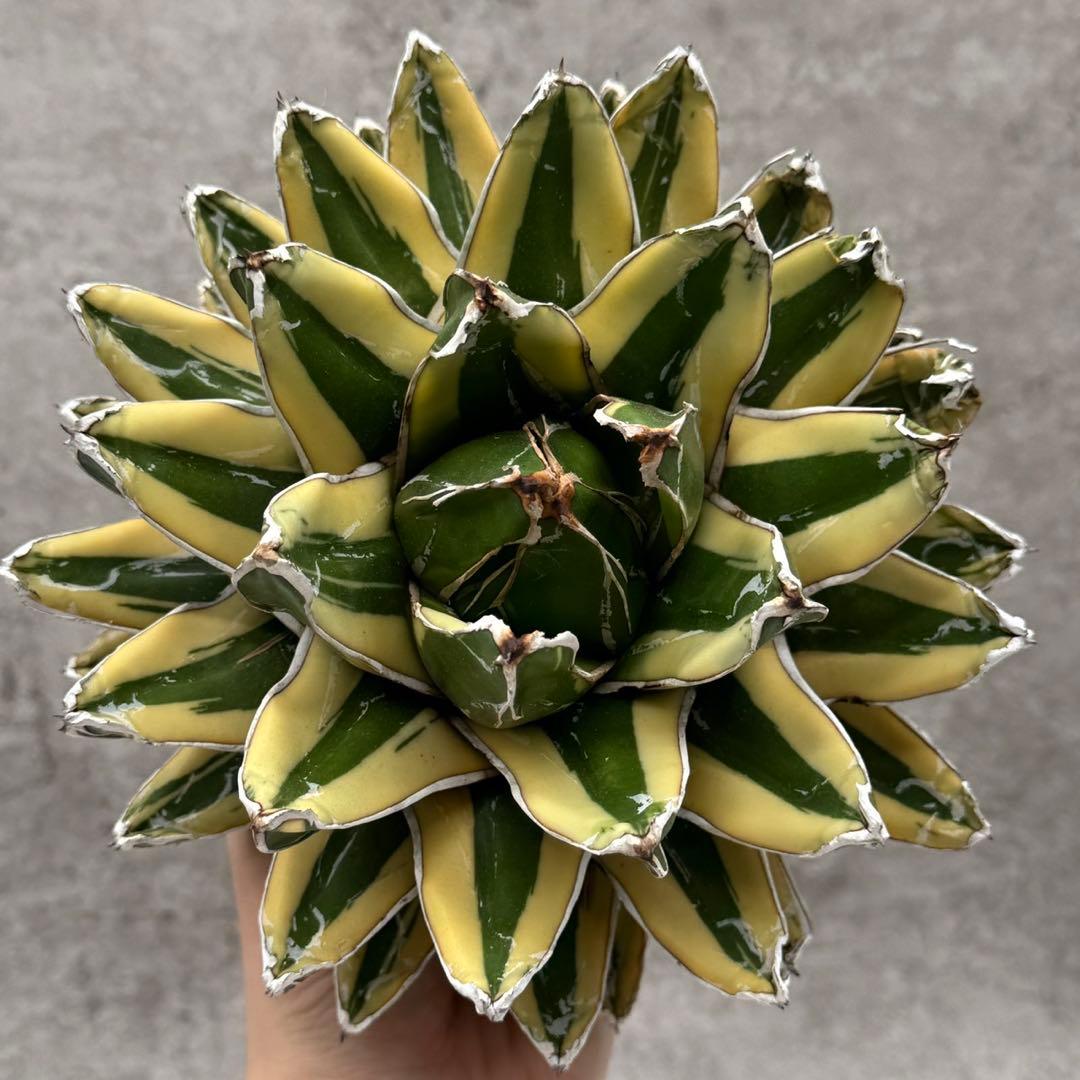 ラ*⭐様 多肉植物・アガベ•笹の雪の黄覆輪•輝山・美しい斑入り　大株