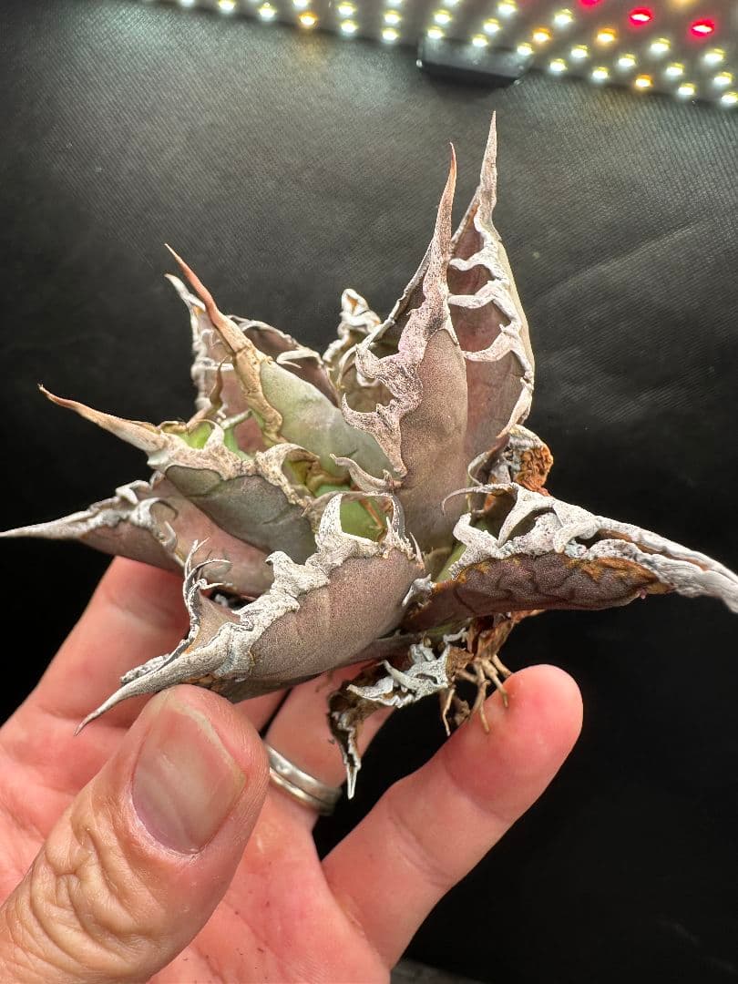 【アガベ_オアハカ】現地球 強棘 _2