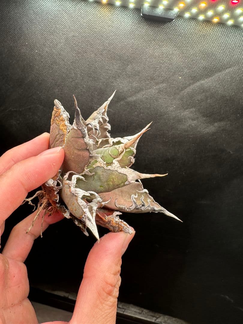 【アガベ_オアハカ】現地球 強棘 _2