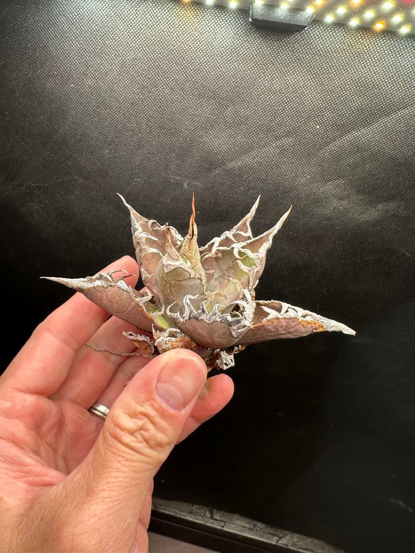 【アガベ_オアハカ】現地球 強棘 _2