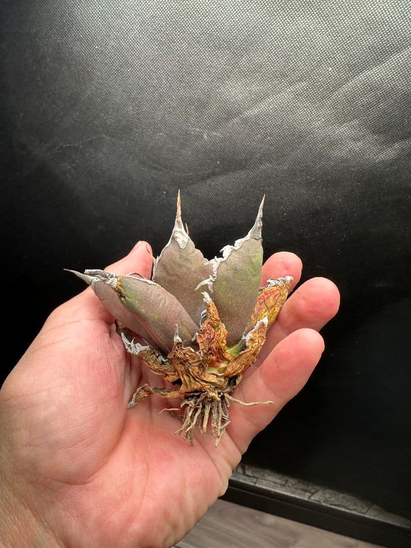 【アガベ_オアハカ】現地球 強棘 _2