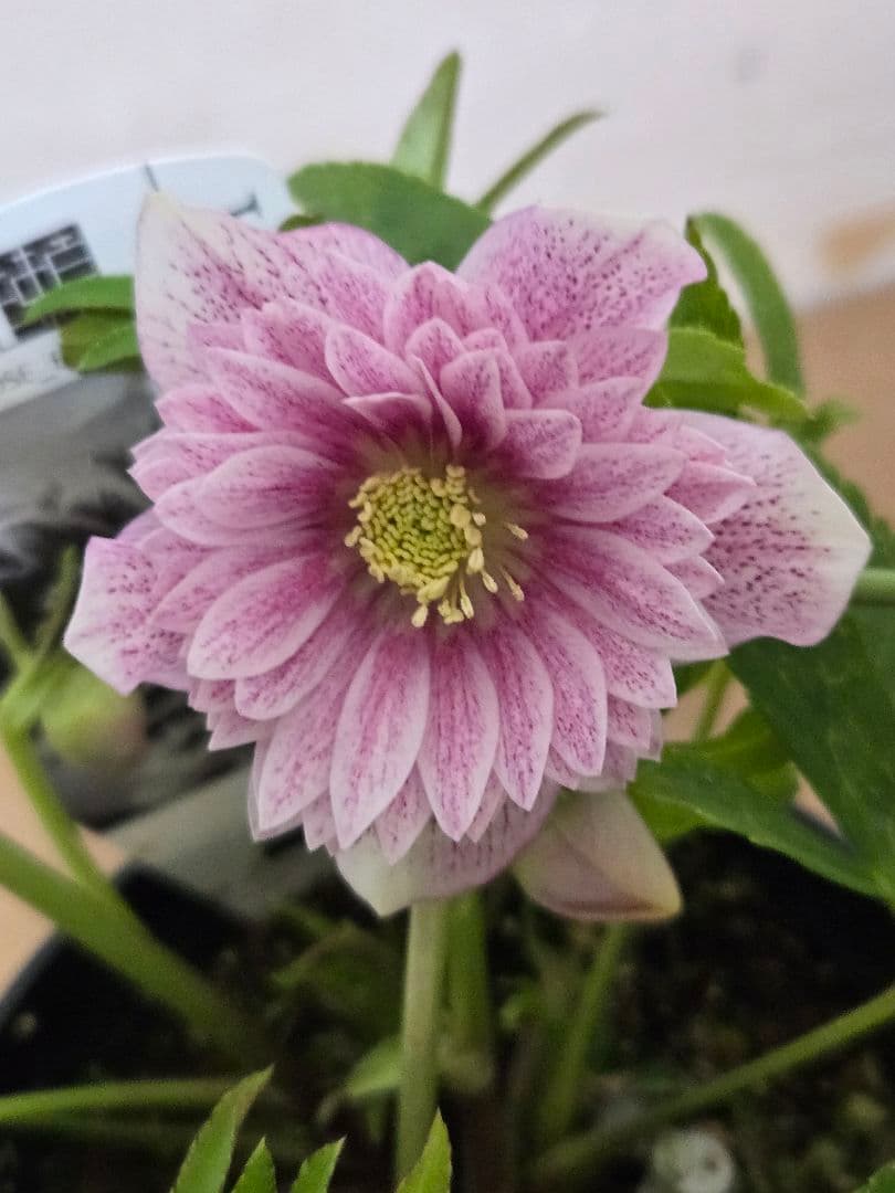 ☆広瀬園芸☆クリスマスローズ☆ダブル☆4.5号鉢☆