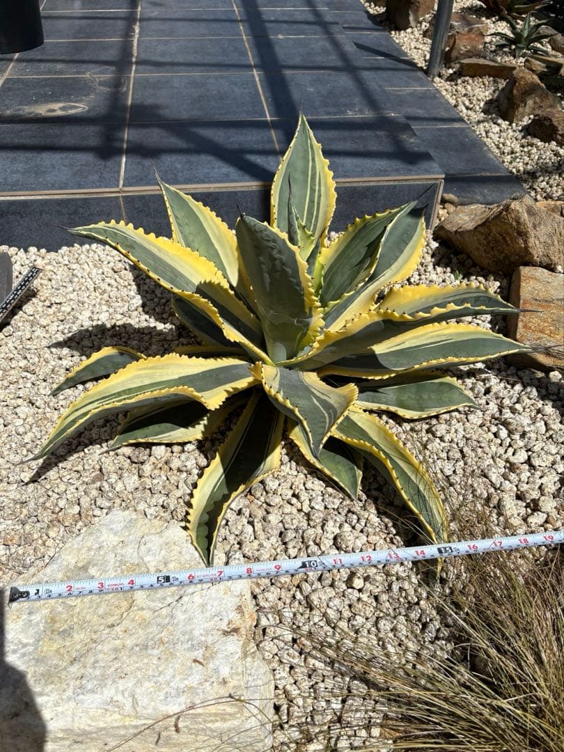 s*i様 アガベ　リップルエフェクト　親株売り切り！