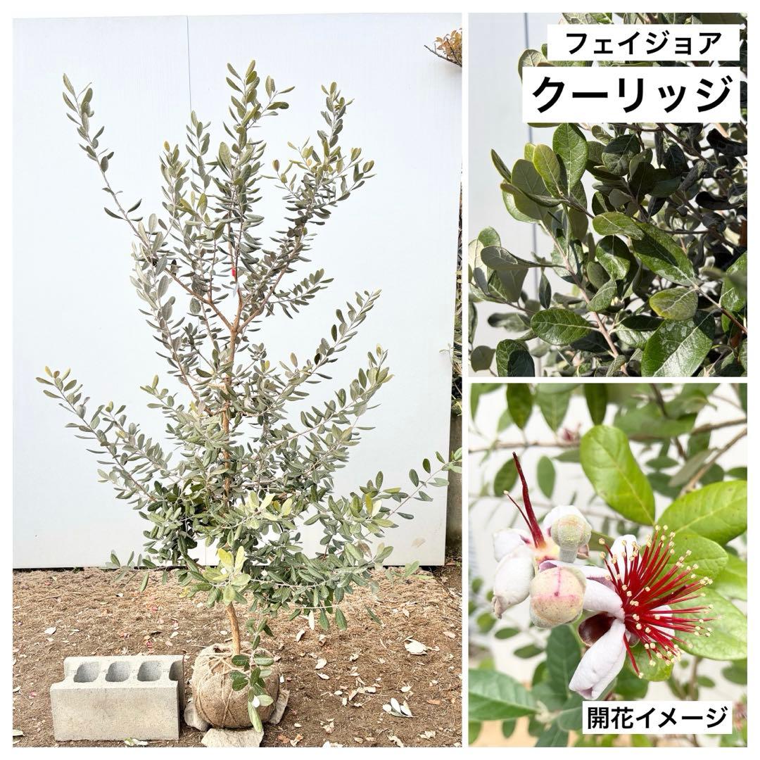 フェイジョア　クーリッジ/87