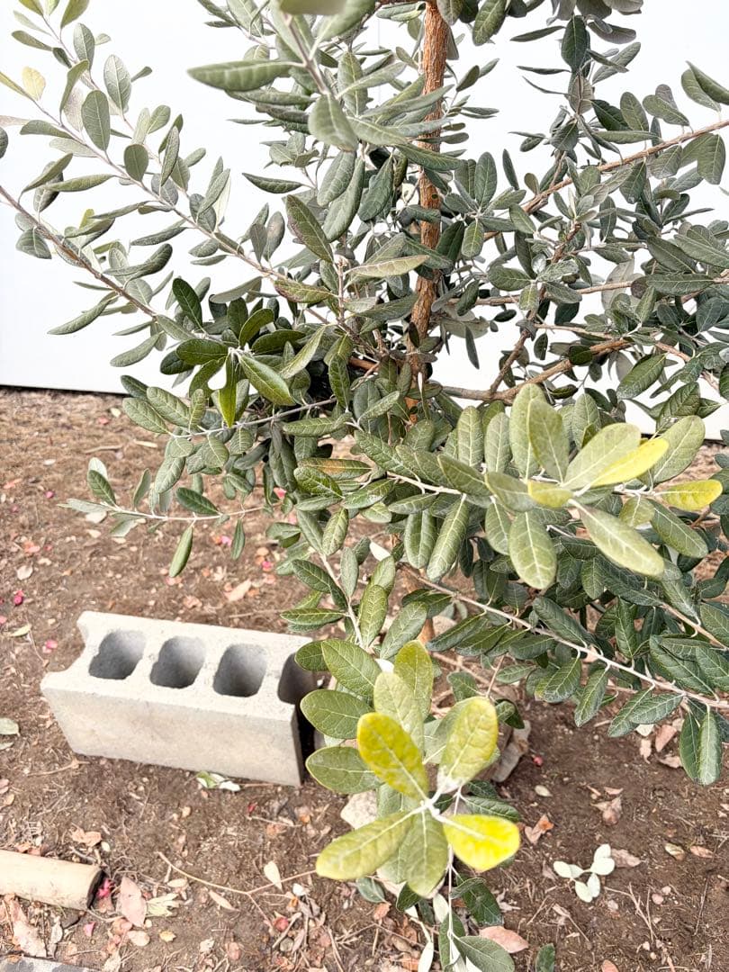 フェイジョア　クーリッジ/87