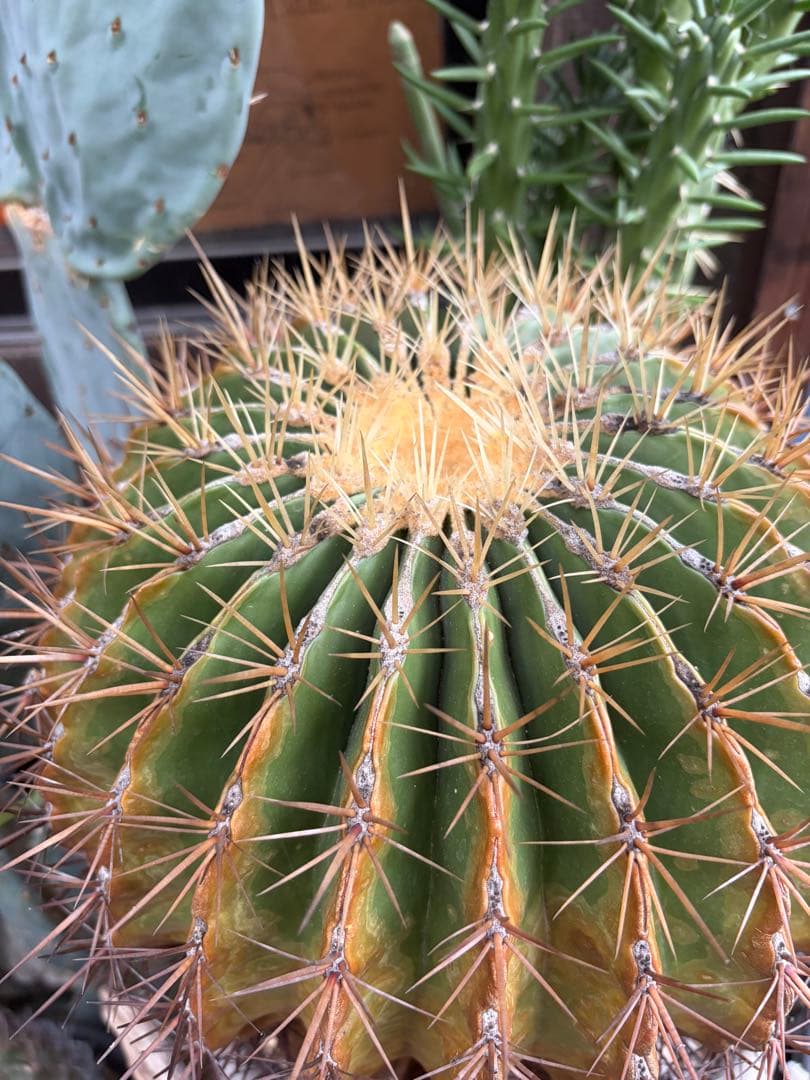 フェロカクタス文鳥丸　古大株◇ドライガーデン多肉サボテン実生アガベ ユッカ島ヤシ