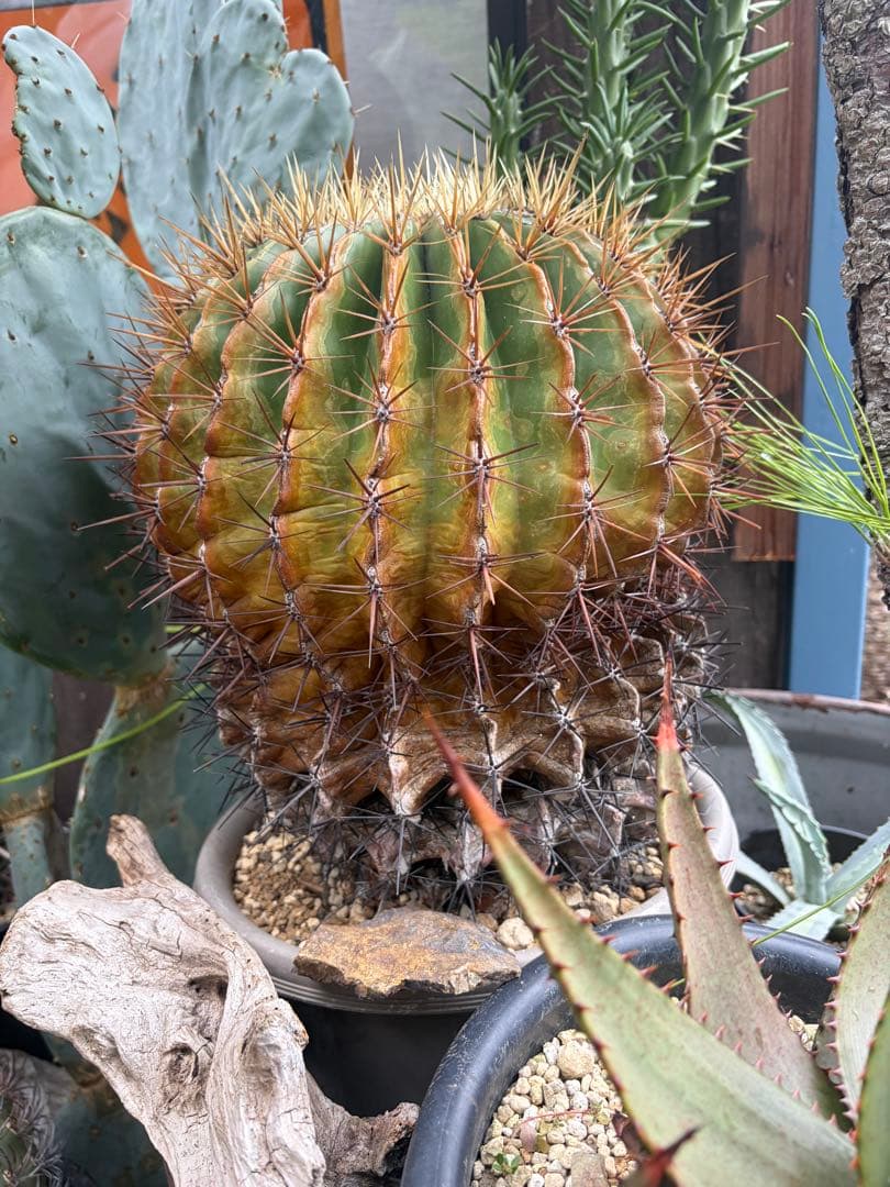 フェロカクタス文鳥丸　古大株◇ドライガーデン多肉サボテン実生アガベ ユッカ島ヤシ