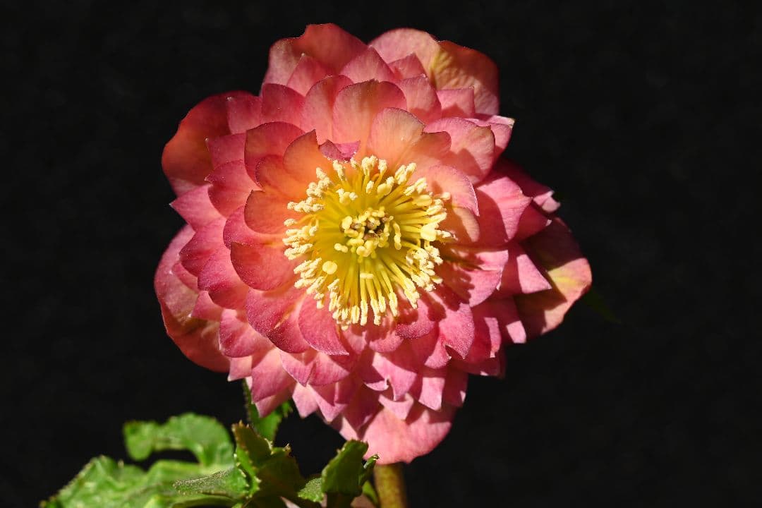 クリスマスローズ　多弁系アプリコット　加藤農園