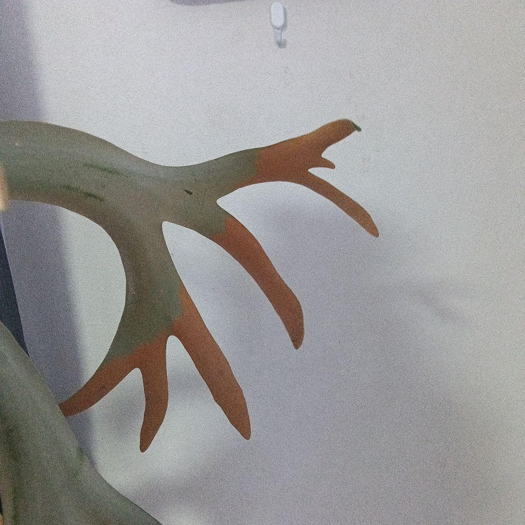 （特大）ビカクシダ　ウィリンキー板付　胞子嚢あり