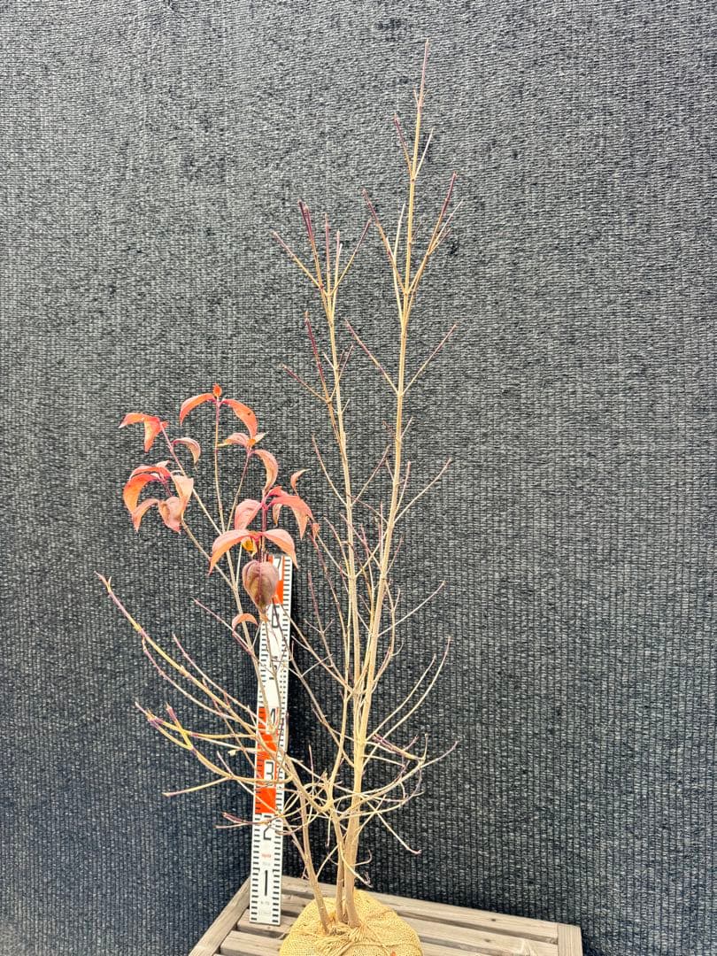 ヤマボウシ　株立ち　【品番3492】