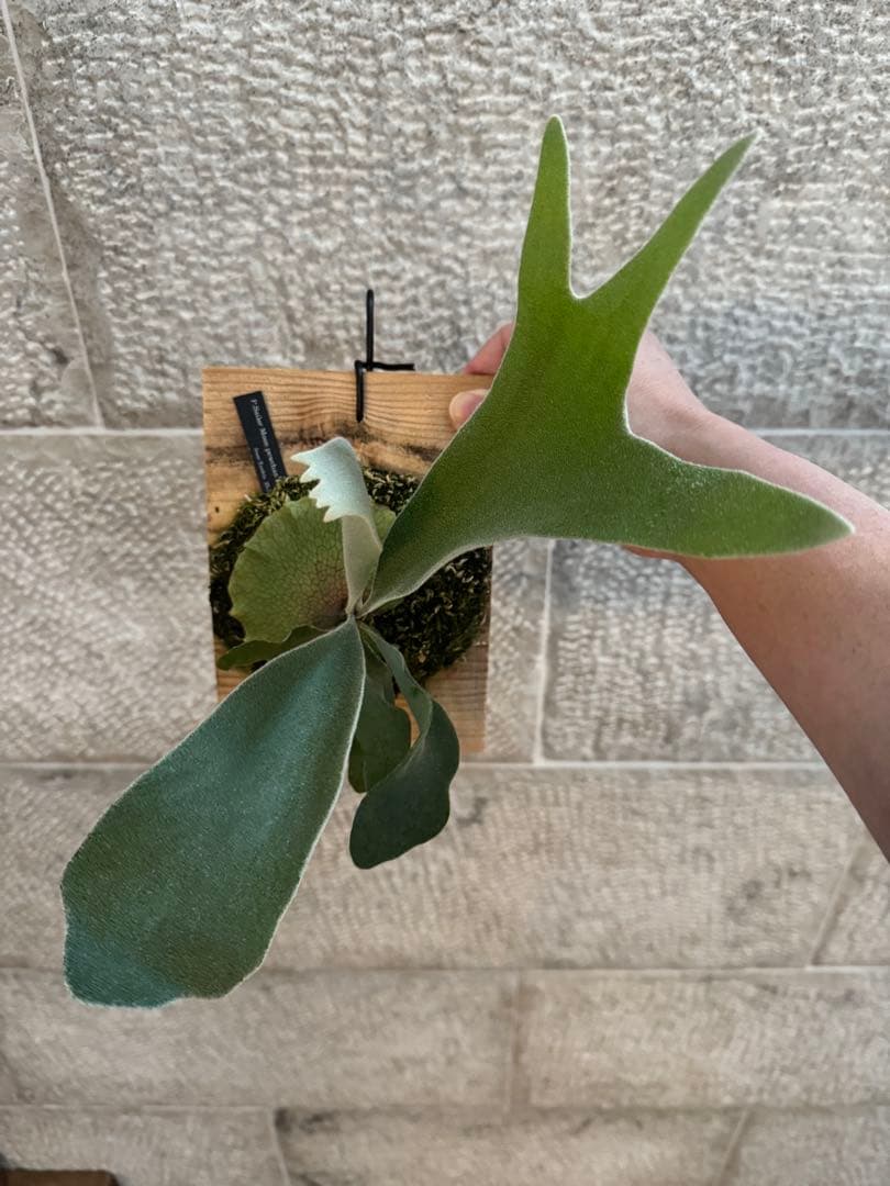 P.SailorMoon pewchan F306 子株 セーラームーン ビカク