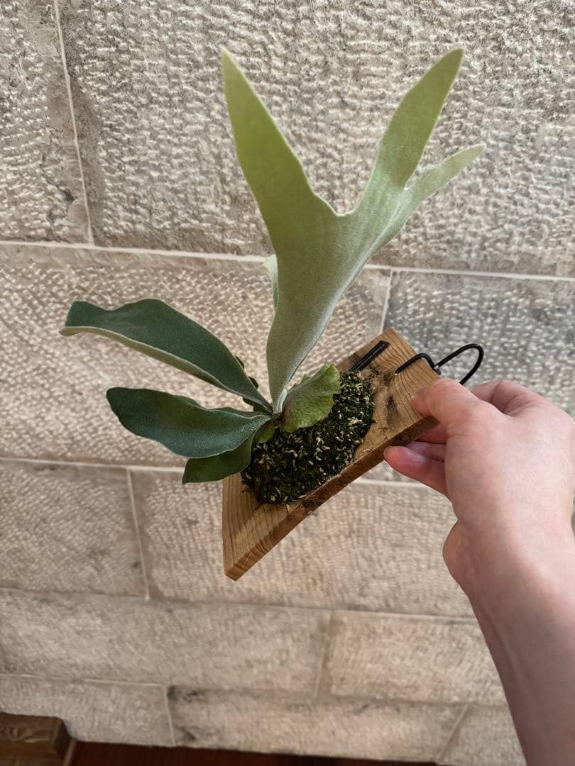 P.SailorMoon pewchan F306 子株 セーラームーン ビカク