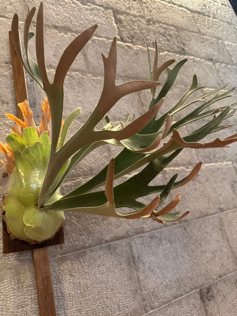 P.SailorMoon pewchan F306 子株 セーラームーン ビカク