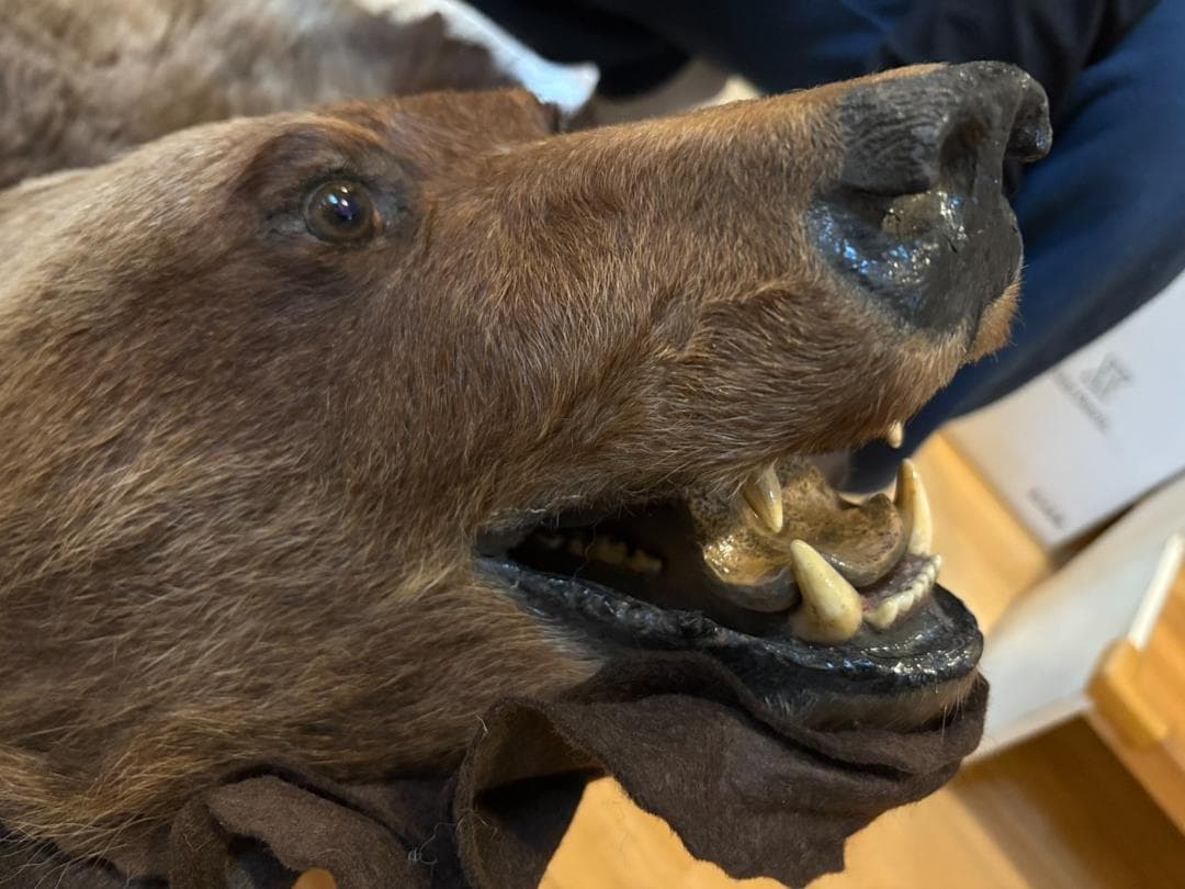 ★ 高品質 カナダ産 Grizzly ラグ　頭骨付　※CITES・登録票付