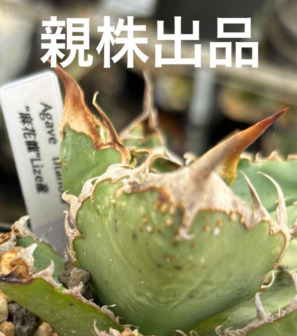 m*s様 【親株限定1株】アガベ　麻花龍　マカロン　Lize産　 / 冰雹　蚩尤