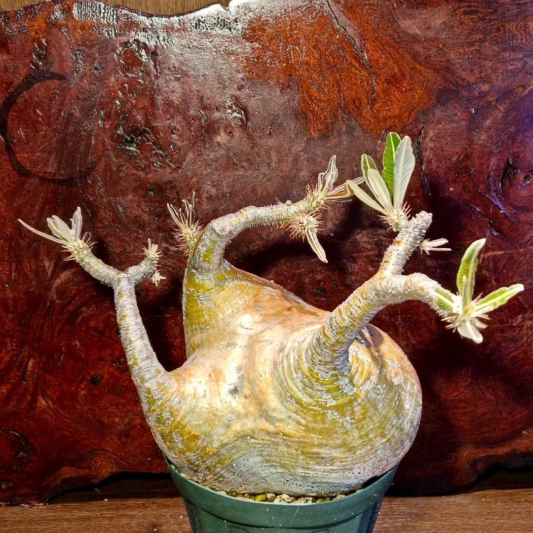 塊根幅約13センチ　パキポディウム　グラキリス