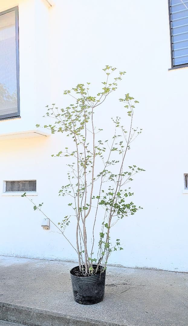 山採り鉢植え。天然ドウダンツツジ。