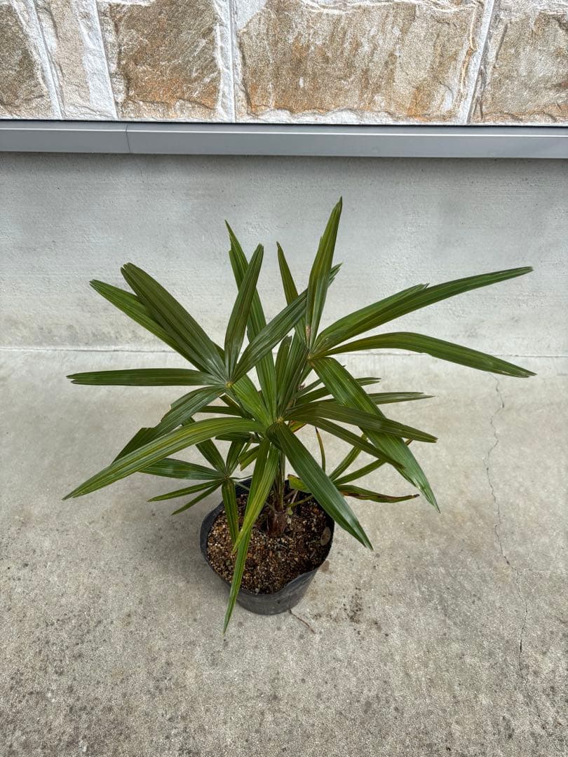 カンノンチク1本！シュロチク1本セット